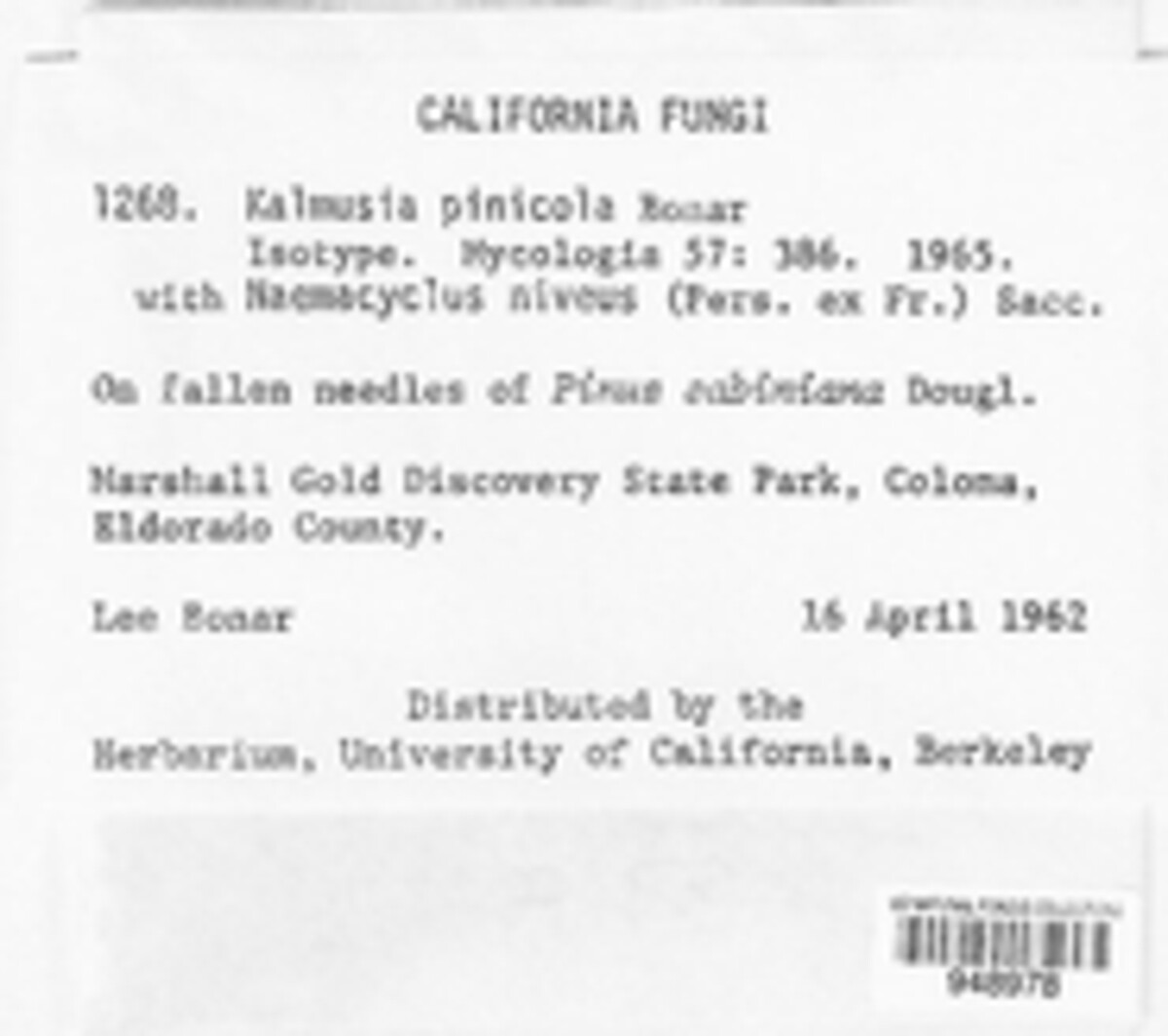 Kalmusia pinicola image